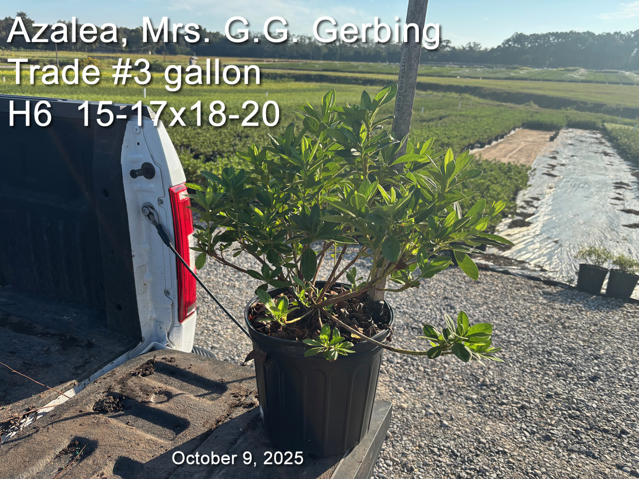 gallery/gg3t h6 oct9.jpg